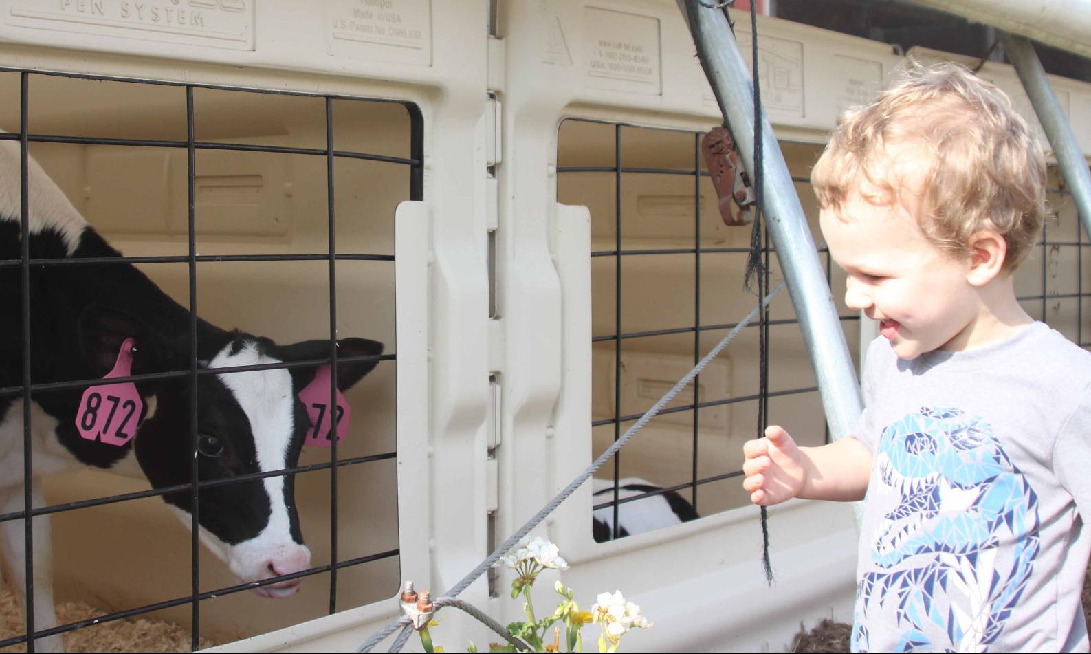 Fletcher interacts with cow (copy)